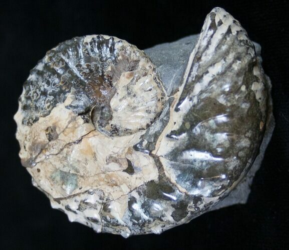 Discoscaphites Ammonite - South Dakota #8963